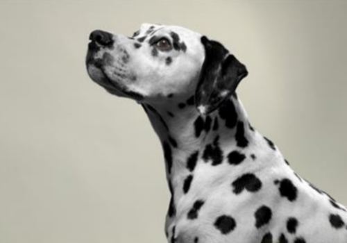 Dalmatian Pointing 020615